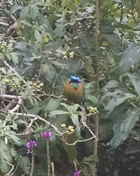 Blue-crowned Motmot on the grounds of the Cala Lodge in Monteverde.
