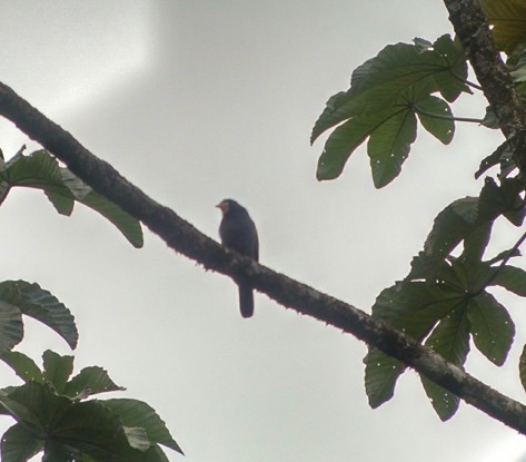 White-fronted Nunbird - near Celeste Mountain Lodge. Forgive the horrible phone photo - I've got much better photos coming!