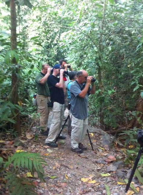 Tom in front getting on his 600th Costa Rican bird - Stub-tailed Spadebill. Congrats Tom!!!
