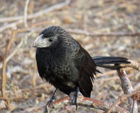 Groove-billed Ani at The Ledge 3-17-2015.