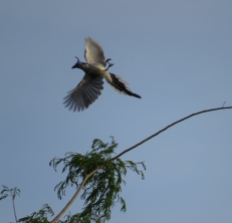 I seem to have a knack for catching birds right after takeoff. Now I just need a camera with a faster shutter speed!