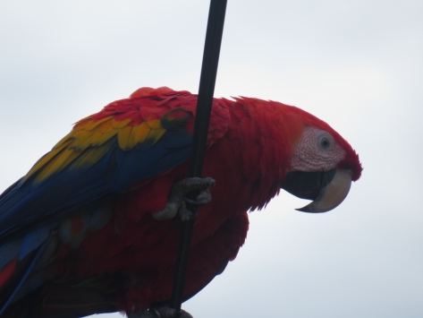 Scarlet Macaw near The Ledge 3-17-2015.
