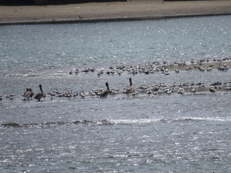 Brown Pelicans & shorebirds - 3-17-2015 Costa Rica