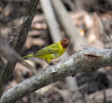 Yellow (Mangrove) Warbler - 3-17-2015 Costa Rica.