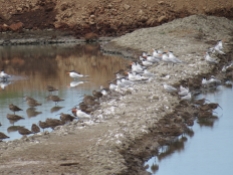 Gull-billed Terns, Royal Terns, & Whimbrels - 3-17-2015 Costa Rica