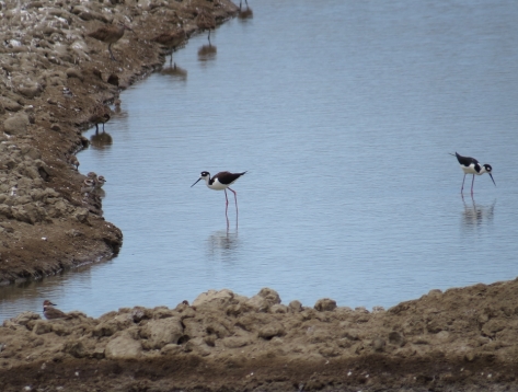 Black-necked Stilt, Wilson's Polver, Whimbrel - salt ponds in Costa Rica 3-17-2015