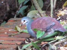 Buff-fronted Quail-Dove - Monteverde 3-17-2015 The buff forehead and greenish nape are diagnostic. Endemic to CR and Western Panama.