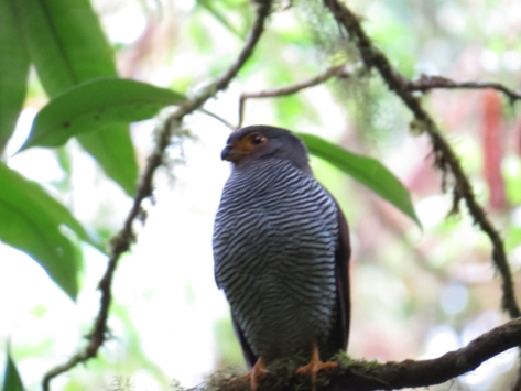 Barred-Forest Falcon - Monteverde 3-17-2015
