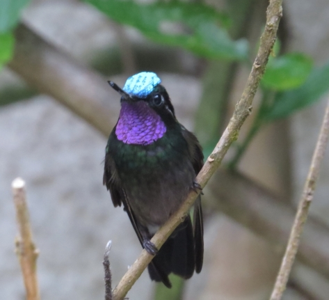 Purple-throated Mountain-gem - Monteverde 3-17-2015