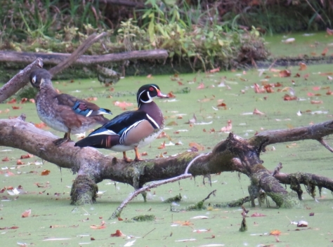 Wood Ducks - some times you end up in the right place at the right time. The more often you get out in the field, the more often these moments present themselves to you. Heckrodt - 10-7-2015
