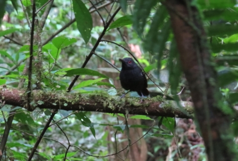 Dull-Mantled Antbird - Costa Rica 3-21-2015