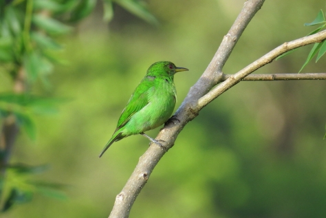 Green Honeycreeper (female) at the Celeste Mountain Lodge feeders - Costa Rica 3-21-2015