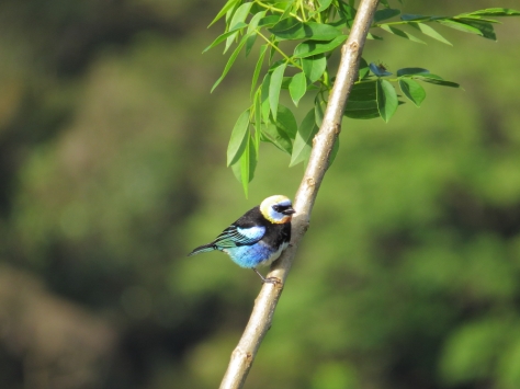 Golden-Hooded Tanager at Celeste Mountain Lodge feeders - Costa Rica 3-21-2015