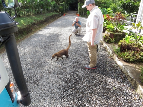 Michael & Tom investigating a White-Nosed Coati....or was the coati investigating them? Celeste Mountain Lodge - Costa Rica 3-21-2015