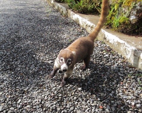 What are you looking at? White-nosed Coati at Celeste Mountain Lodge - Costa Rica 3-21-2015