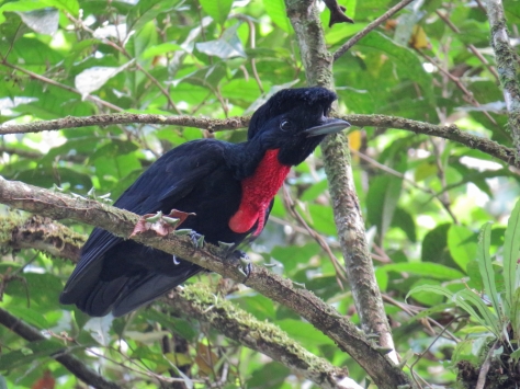 Bare-necked Umbrellabird - Costa Rica 3-21-2015