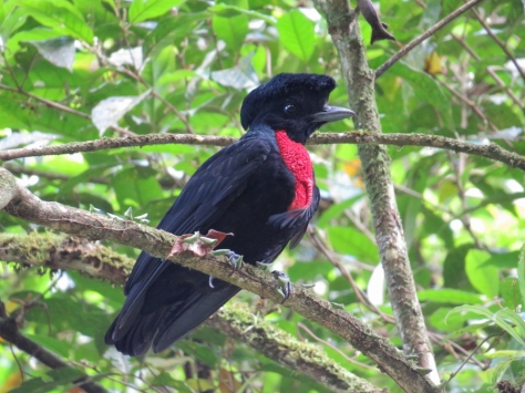 If Elvis was a bird, he'd be a Bare-necked Umbrellabird. Costa Rica 3-21-2015