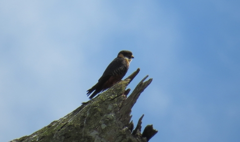 Laughing Falcon - Costa Rica 3-21-2015