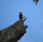 Bat Falcon - Costa Rica 3-21-2015