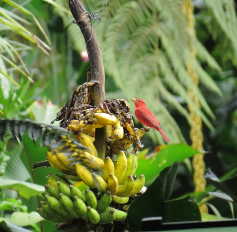 Summer Tanager - Costa Rica 3-21-2015