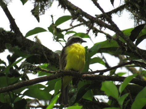 Social Flycatcher - Costa Rica 3-21-2015