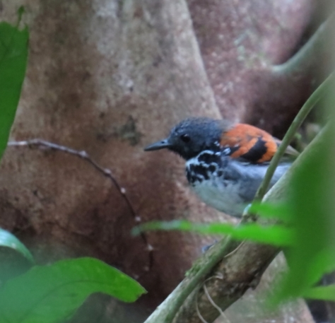 Spotted Antbird - Costa Rica 3-21-2015