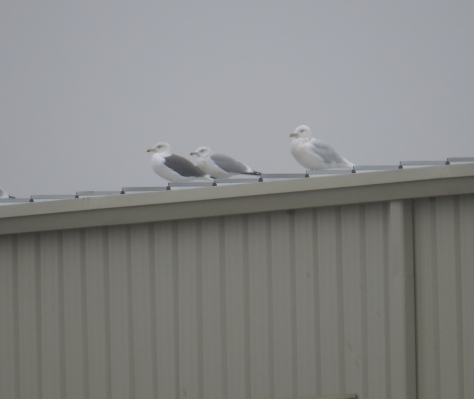 From left to right: Great Black-backed Gull, Herring Gull, Glaucous Gull - Appleton 12-22-2015
