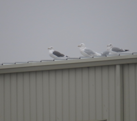The two largest gulls in the world: Great Black-backed Gull & Glaucous Gull - Appleton 12-22-2015