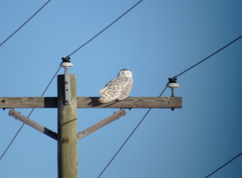 Snowy Owl in Outagamie County, WI 1-4-2016