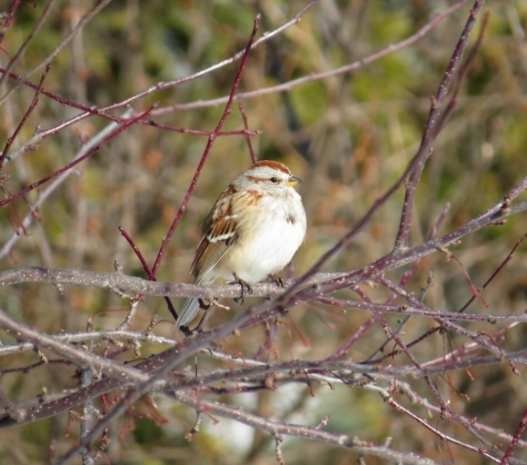 Tree Sparrow 1-4-2016