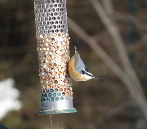 Red-breasted Nuthatch - Outagamie County, WI 1-4-2016