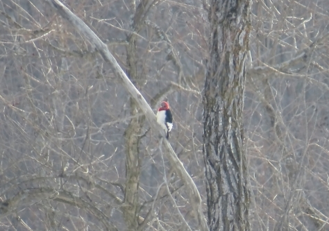 Red-headed Woodpecker - Wolf River Bottoms in Outagamie County, WI 1-6-2016
