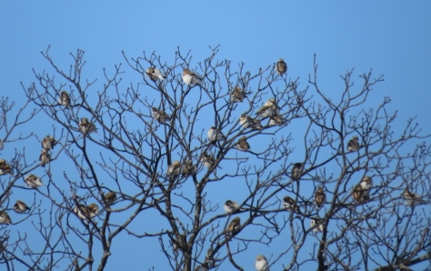 A good size flock of Snow Buntings in a tree. Calumet Count, WI 1-11-2016