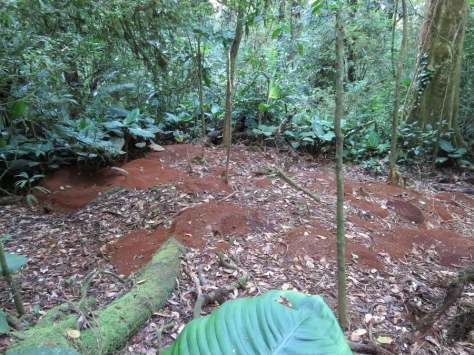 Leaf Cutter Ant Mounds - Costa Rica 3-22-2015