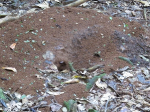Leafcutter Ant Mounds - Costa Rica 3-22-2015