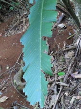 The handy work of Leaf Cutter ants - Costa Rica 3-22-2015