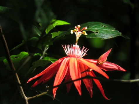 Flower - Costa Rica 3-22-2015