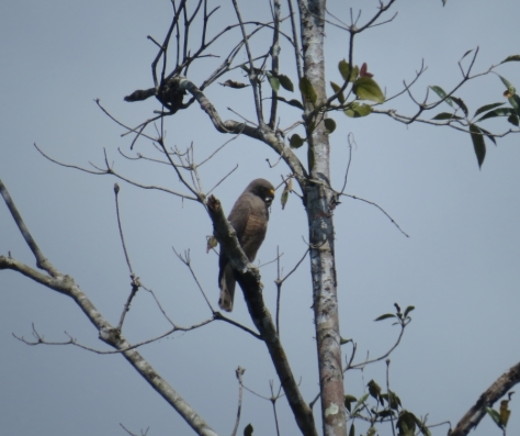 Roadside Hawk - Costa Rica 3-22-2015
