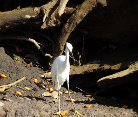 Snowy Egret - Costa Rica 3-22-2015