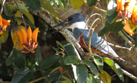 Ringed Kingfisher - Costa Rica 3-22-2015