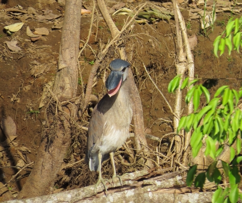 Boat-billed Heron - Costa Rica 3-22-2015