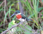 Green Kingfisher - Costa Rica 3-22-2015