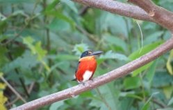 American Pygmy Kingfisher (male) - Costa Rica 3-22-2015
