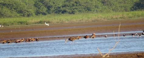Limpkin, Black-necked Stilt, Black-bellied Whistling-Duck, and Egrets - Costa Rica 3-22-2015