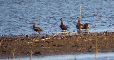 Black-bellied Whistling-Ducks - Costa Rica 3-22-2015
