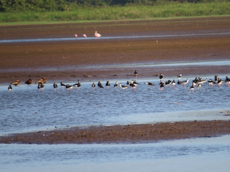 Black-necked Stilt, Black-bellied Whistling-Duck, and Roseate Spoonbill - Costa Rica 3-22-2015