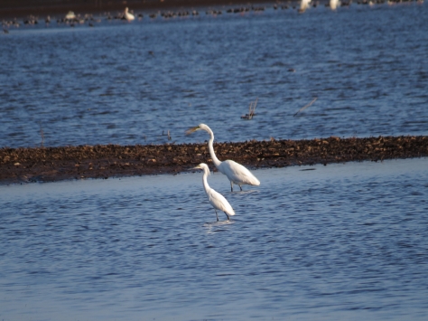 Great size comparison - Snowy Egret in front, Great Egret in back - Costa Rica 3-22-2015