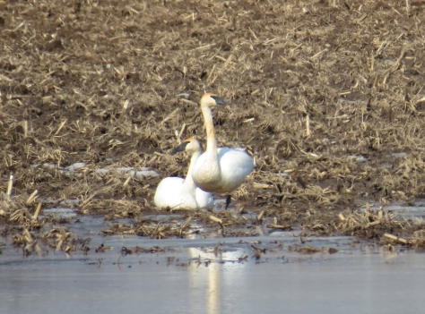 Trumpeter Swans - New London, WI 3-7-2016