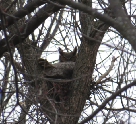Great Horned Owl on nest - Calumet County, WI 3-11-2016