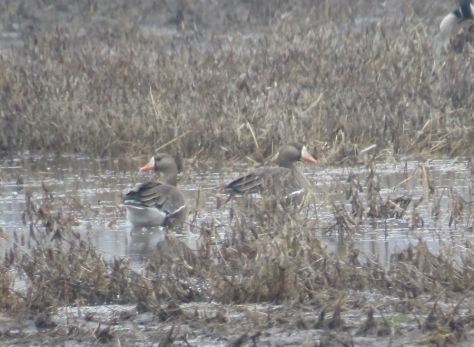 Greater White-fronted Goose - Calumet County, WI 3-14-2016